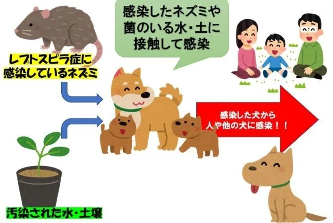 犬レストスピラ感染症についてご存じでしょうか？