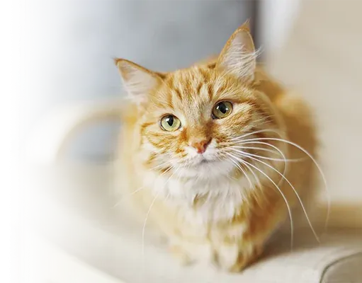猫伝染性腹膜炎(FIP)