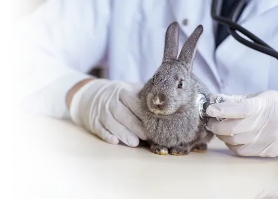 うさぎ・モルモット