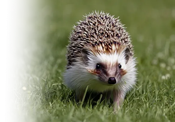 ハリネズミ