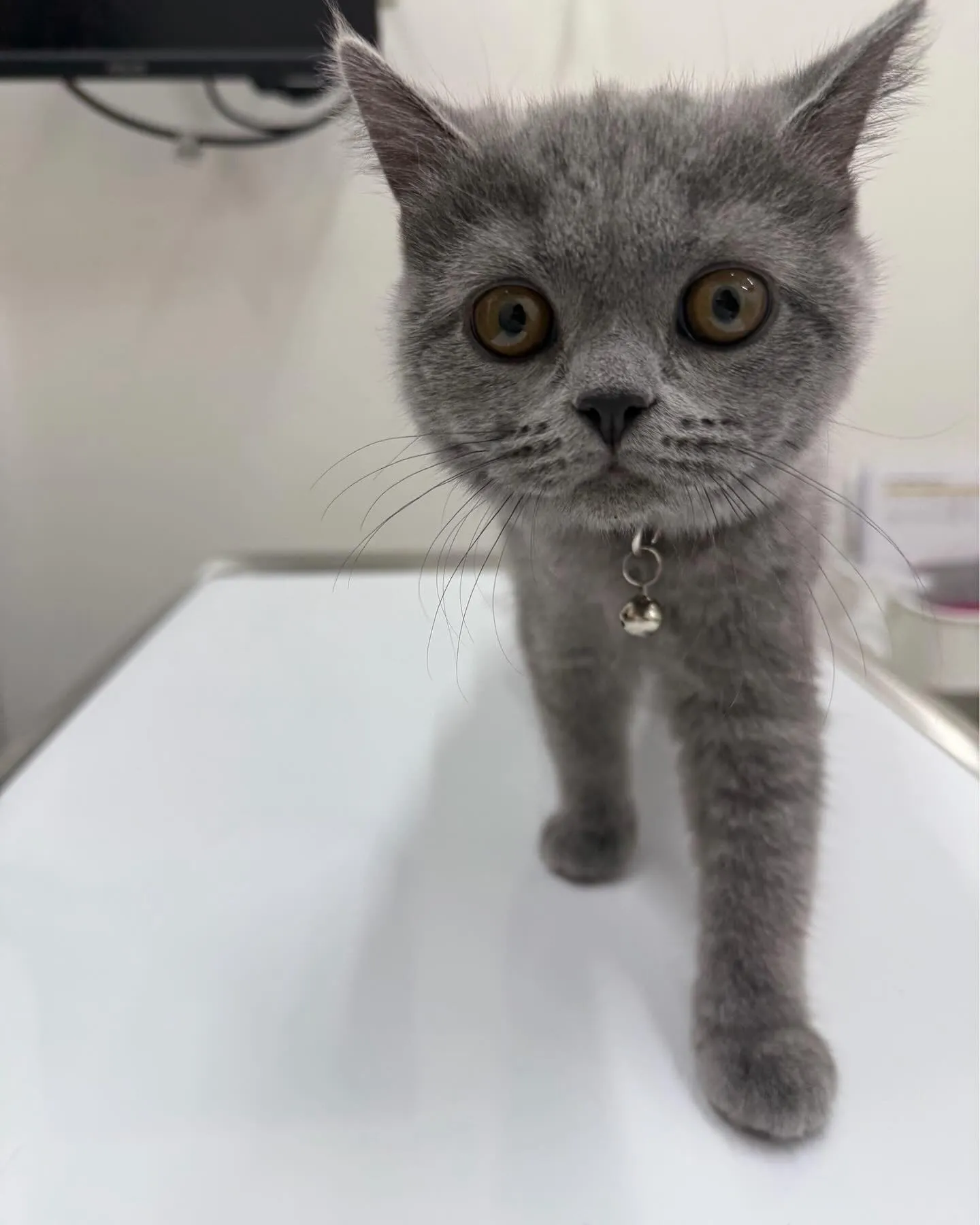 こちらブリティッシュショートヘアブルーのステラちゃんです💁‍...