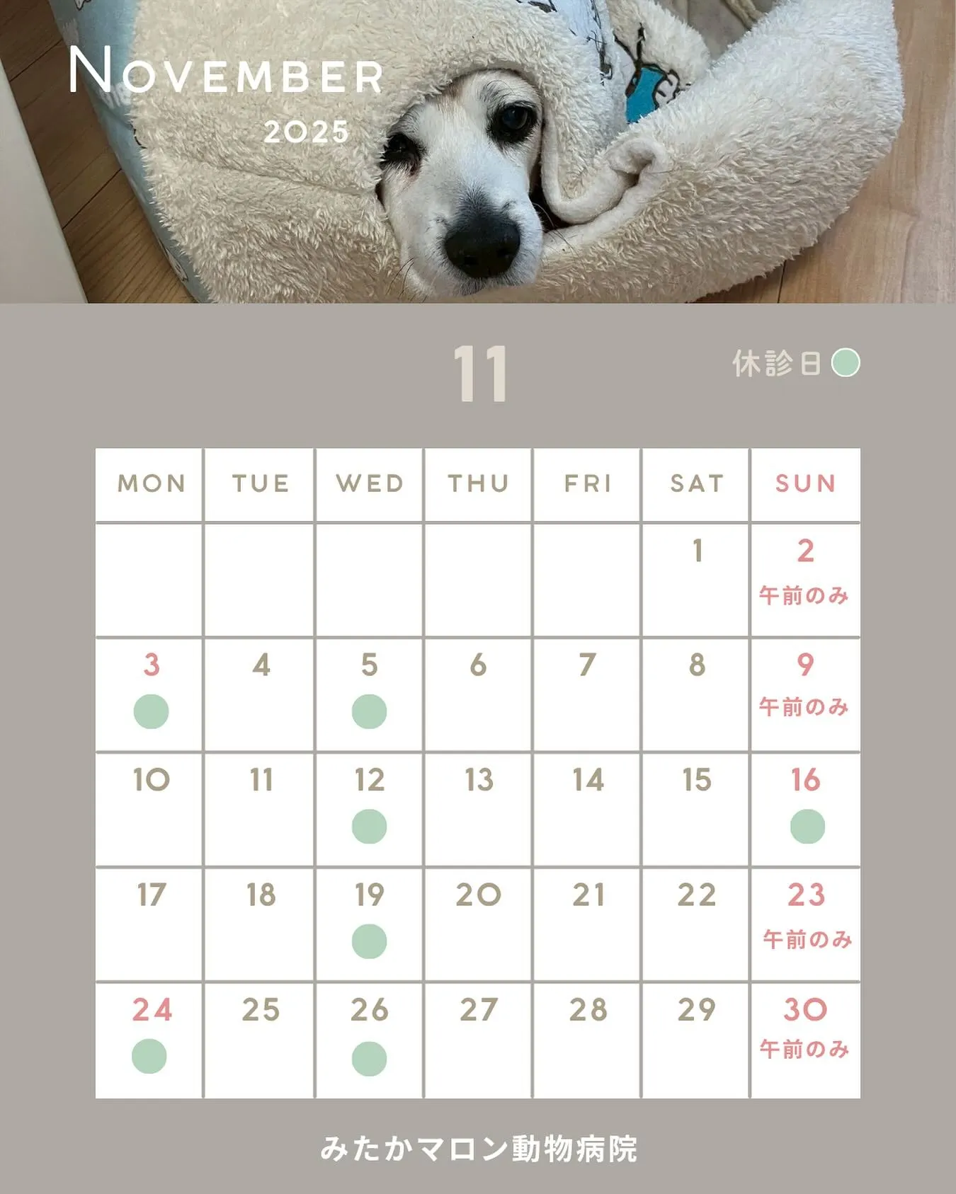 11月の診察日です📢🍂