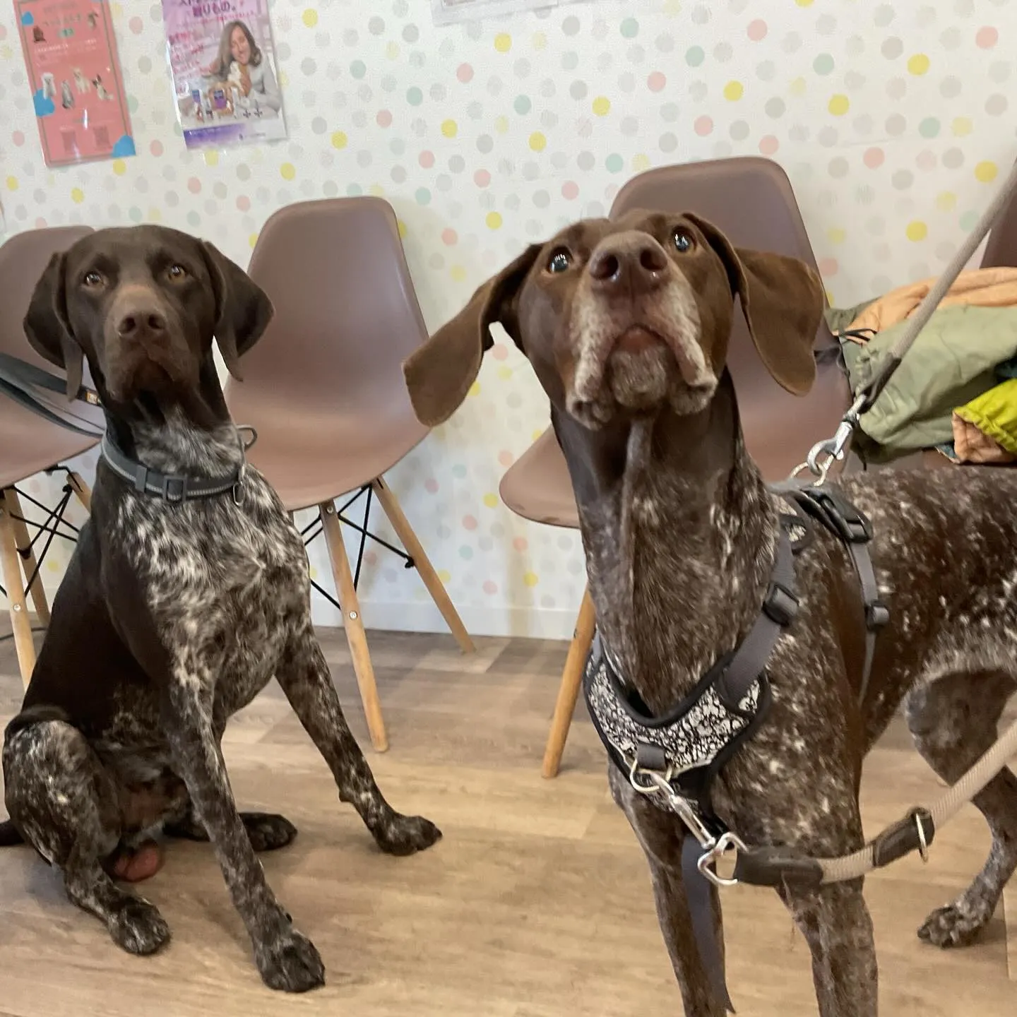 こんにちは!みたかマロン動物病院です。