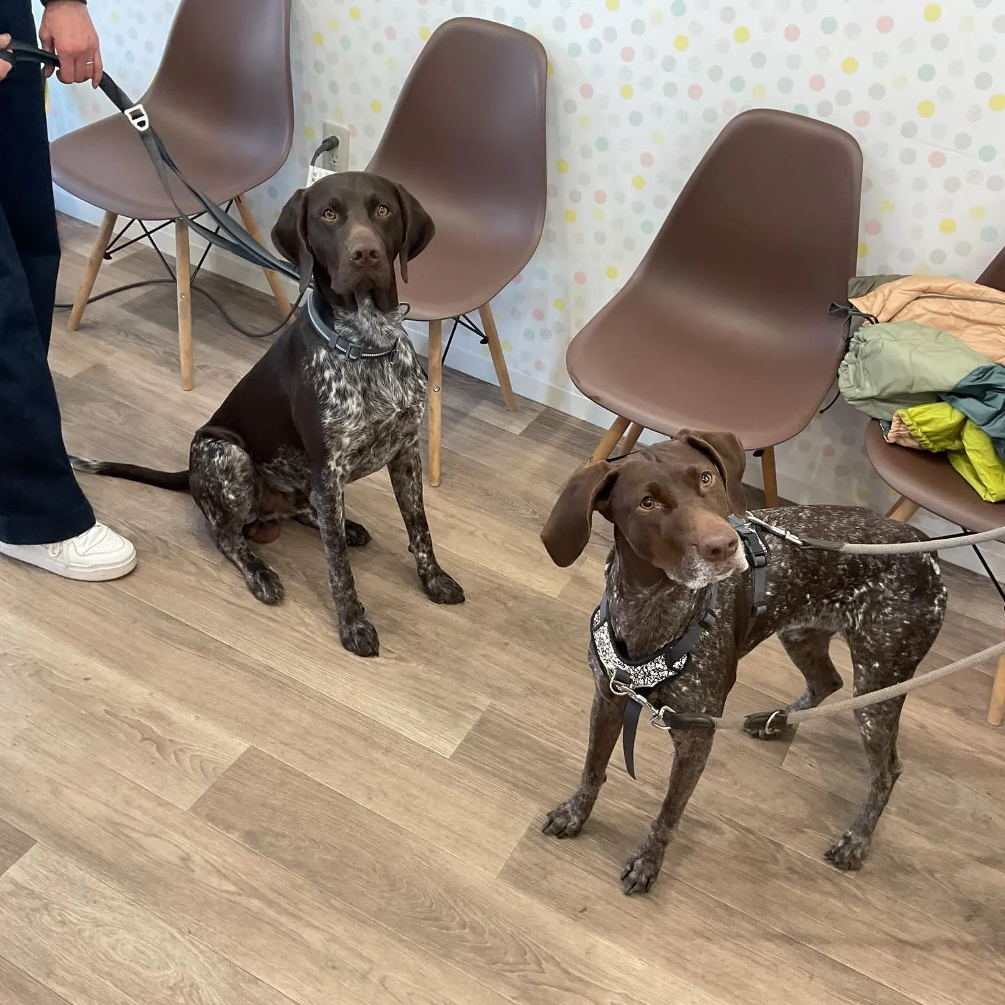 こんにちは！みたかマロン動物病院です。