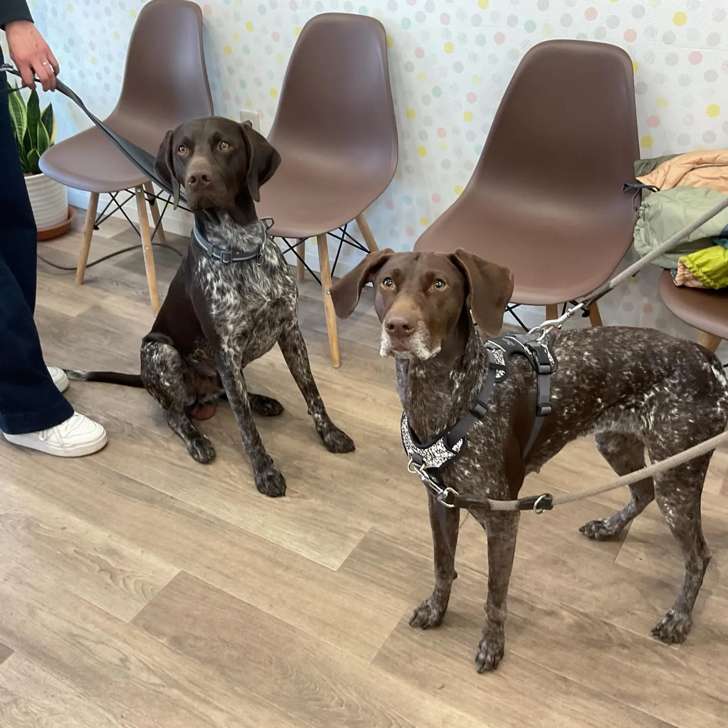 こんにちは！みたかマロン動物病院です。