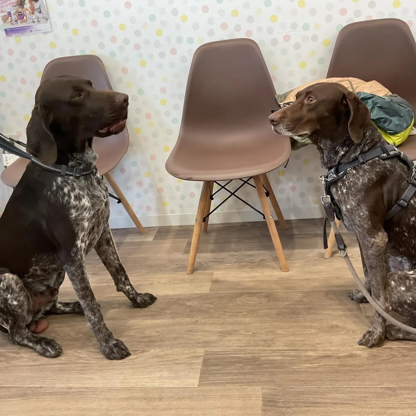 こんにちは！みたかマロン動物病院です。