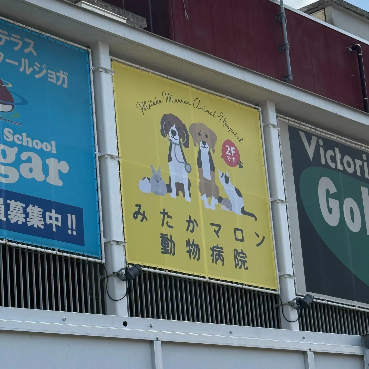 こんにちは！みたかマロン動物病院です🌰