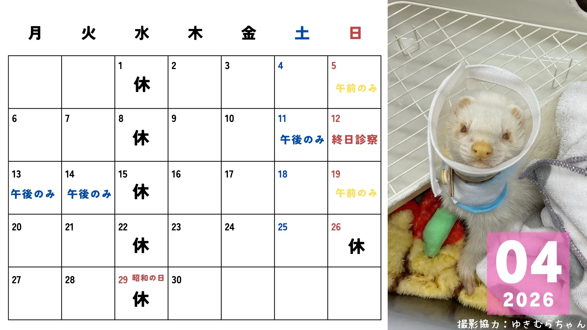 こんにちは！みたかマロン動物病院です🌰