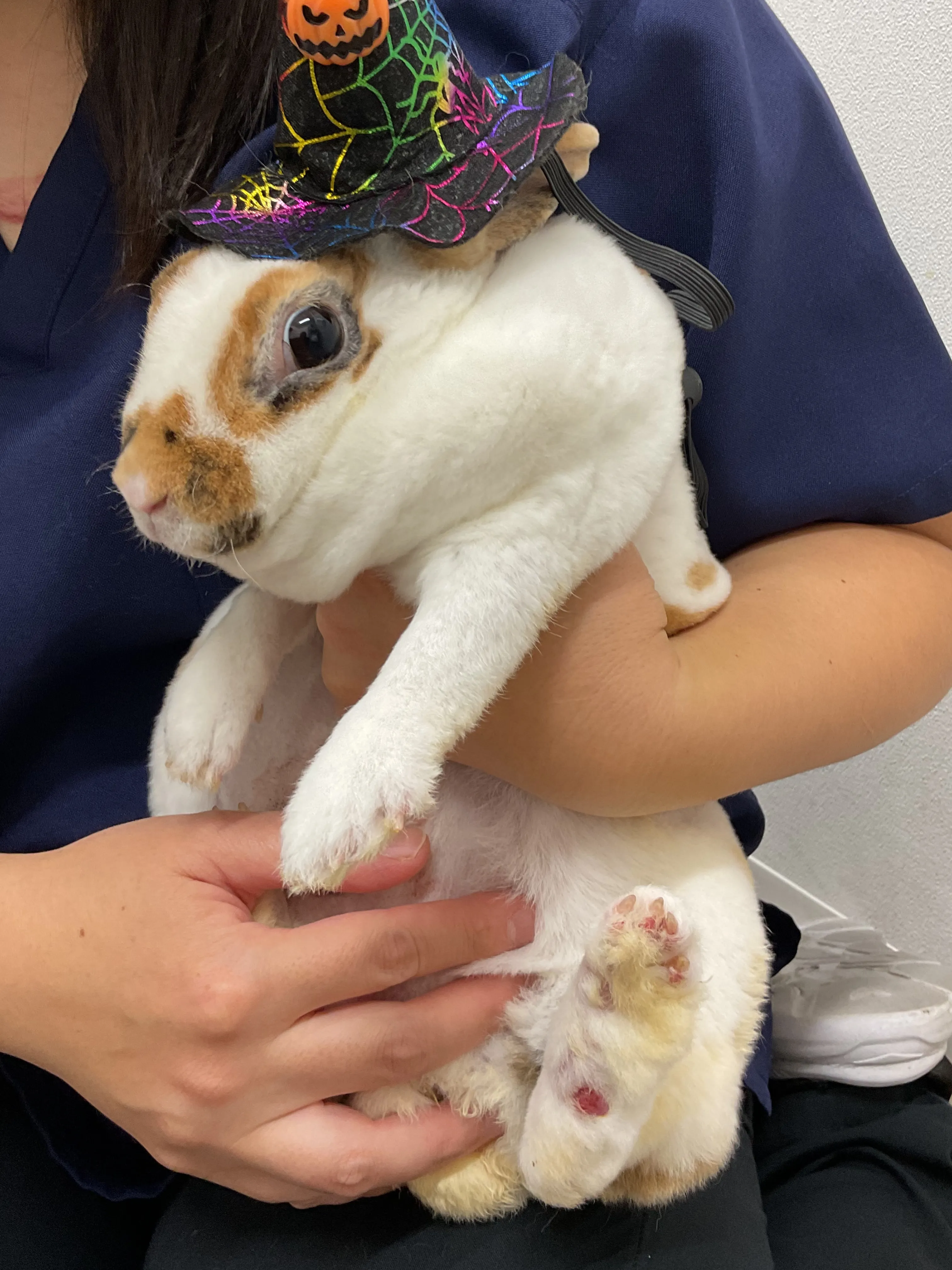 こんにちは！みたかマロン動物病院です🌰