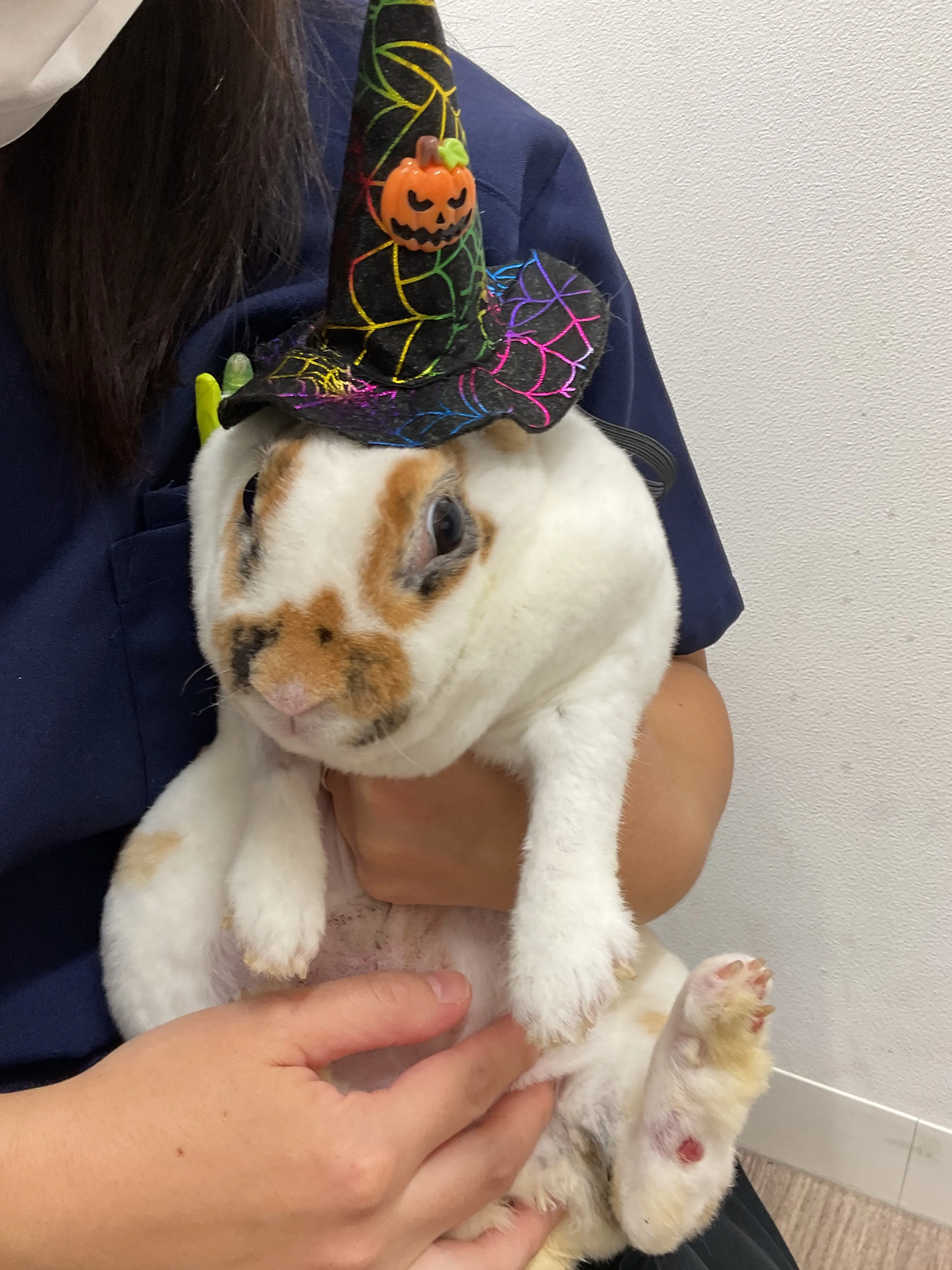 こんにちは!みたかマロン動物病院です🌰