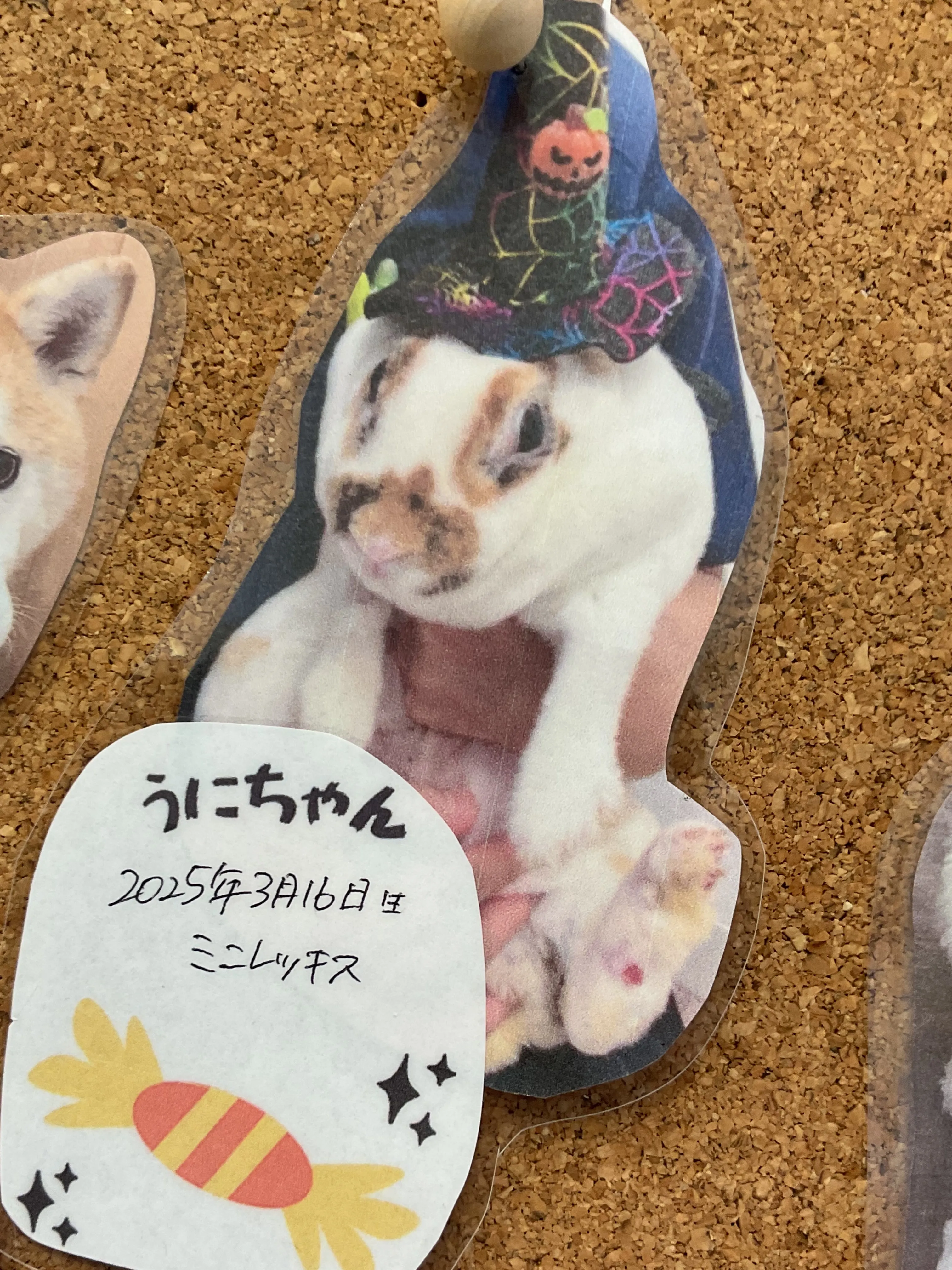 こんにちは!みたかマロン動物病院です🌰