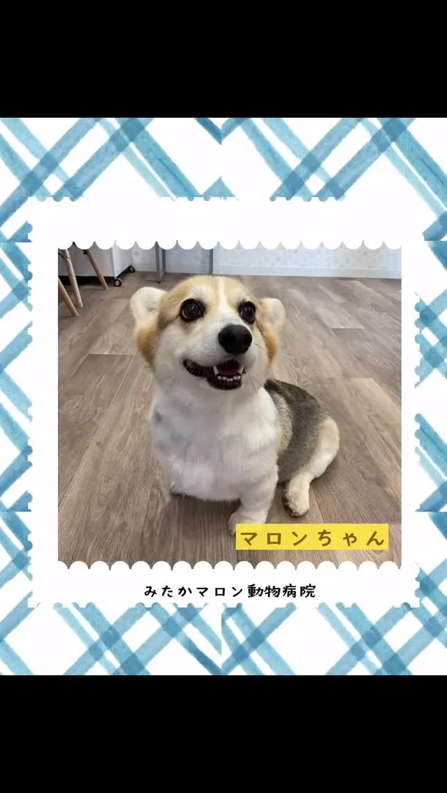 なんと！みたかマロン動物病院に