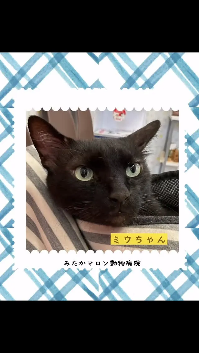 黒猫のミウちゃんです🐱❣️