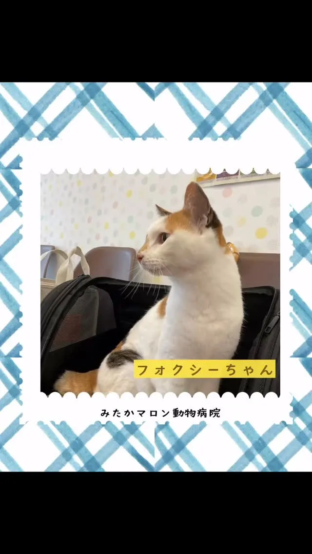 三毛猫のフォクシーちゃんです🐱❣️