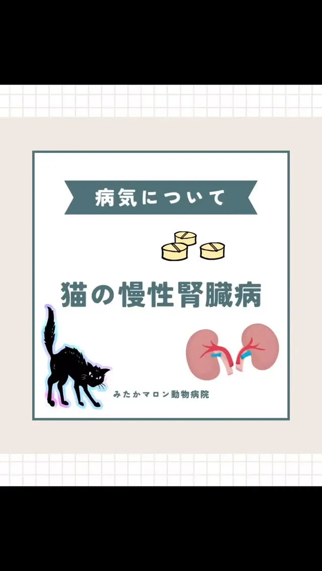今回は猫の慢性腎臓病について、ブログに投稿しました🐈