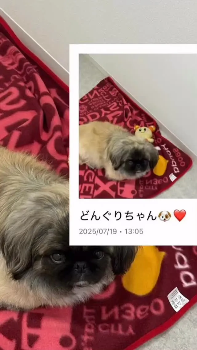 こちらペキニーズのどんぐりちゃんです💁‍♀️🐶❤️