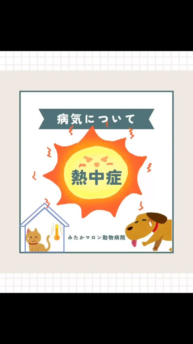今回は熱中症について、ブログに投稿しました🐈