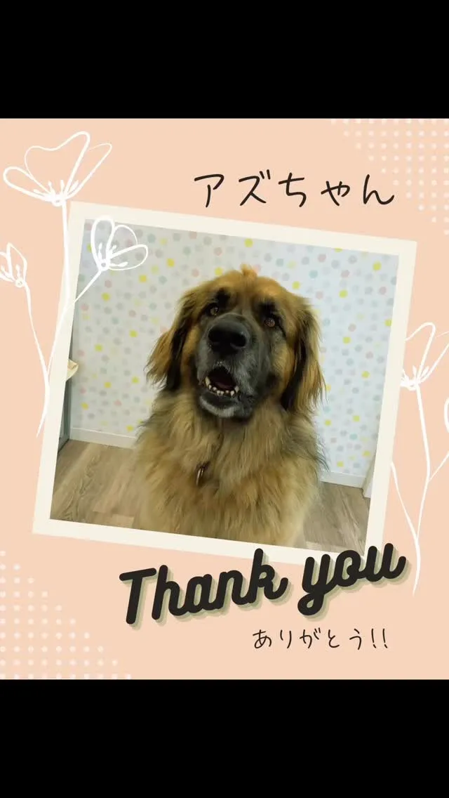 献血に協力してくれたレオンベルガーのアズちゃんです🐶💓