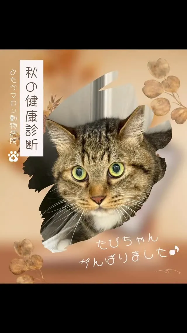 秋の健康診断を頑張った　たびちゃん　です🐱✨🍁