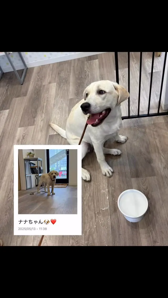 ラブラドールのナナちゃん再登場です✨