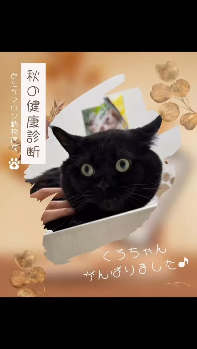 秋の健康診断を頑張った　くろちゃん　です🐱✨🍁