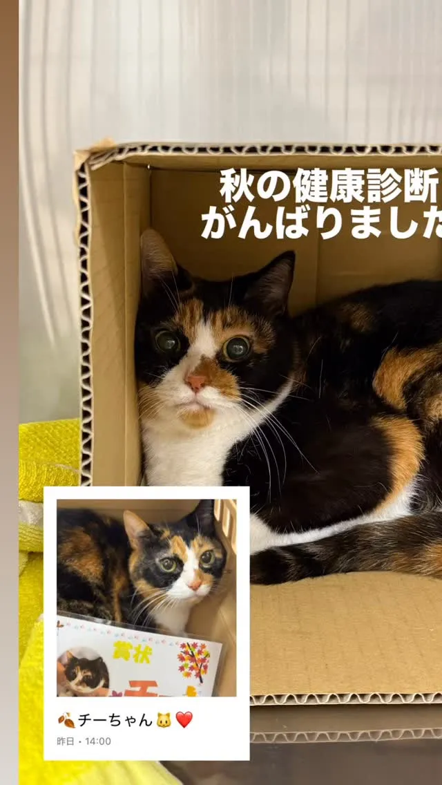 秋の健康診断がんばりました！チーちゃんです💁‍♀️