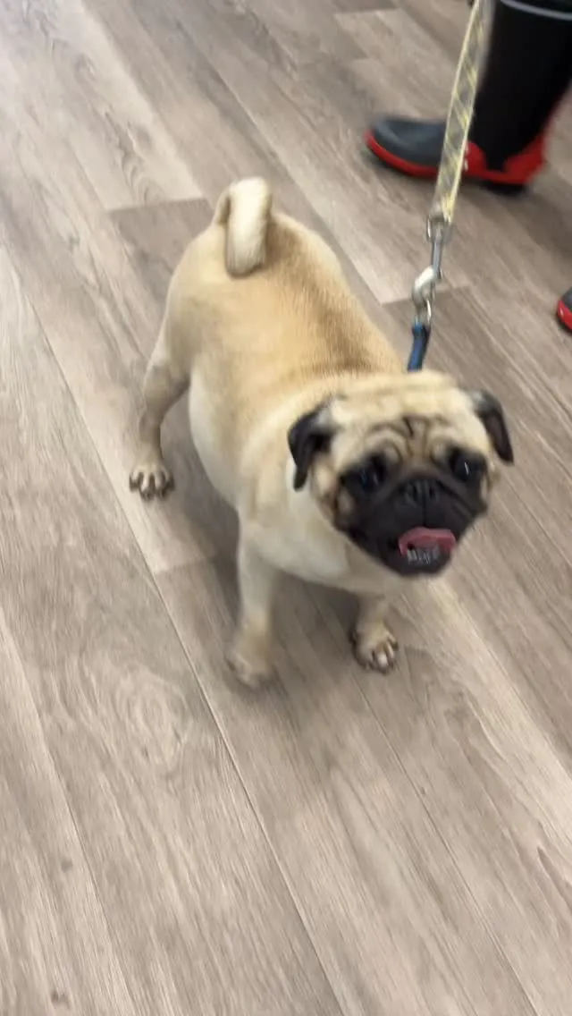 稲城市でパグをメインにブリーディングをされているDOGMAX...