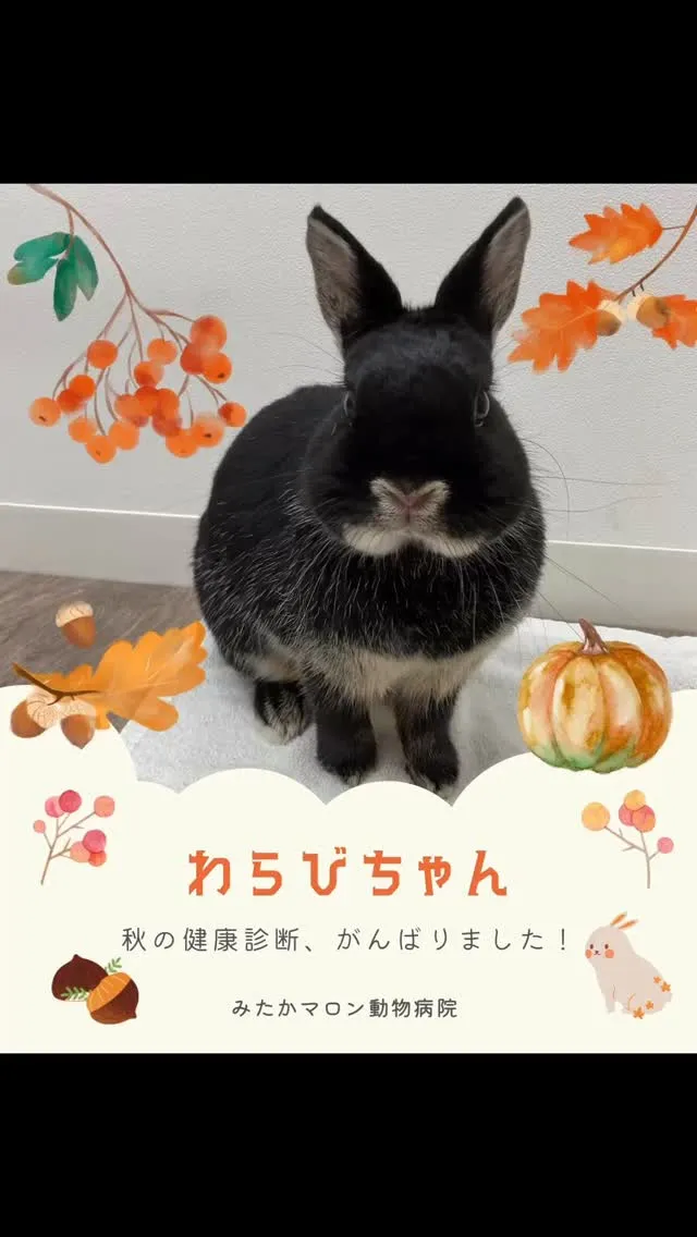 秋の健康診断を頑張った　わらびちゃん　です🐰✨🍁