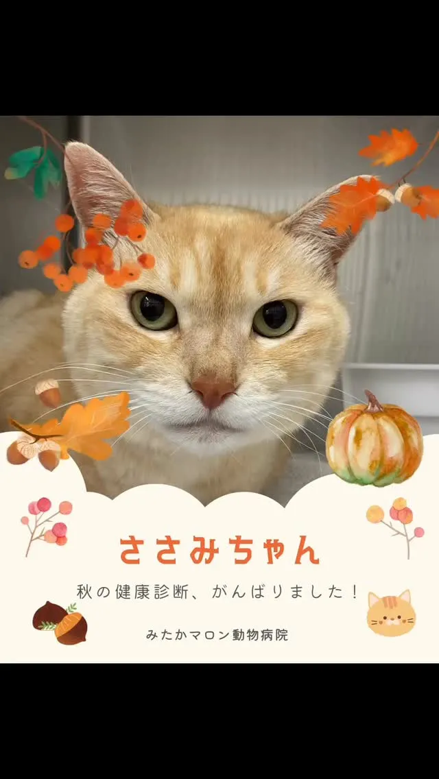 秋の健康診断を頑張った　ささみちゃん　です🐱✨🍁