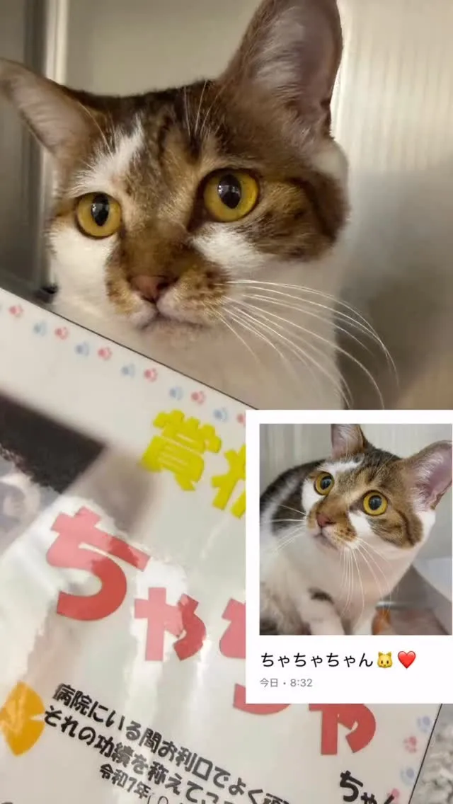 秋の健康診断診断で来てくれました！ちゃちゃちゃんです💁‍♀️...