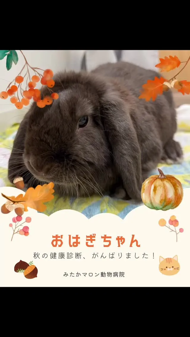 秋の健康診断を頑張った　おはぎちゃん　です🐰✨🍁