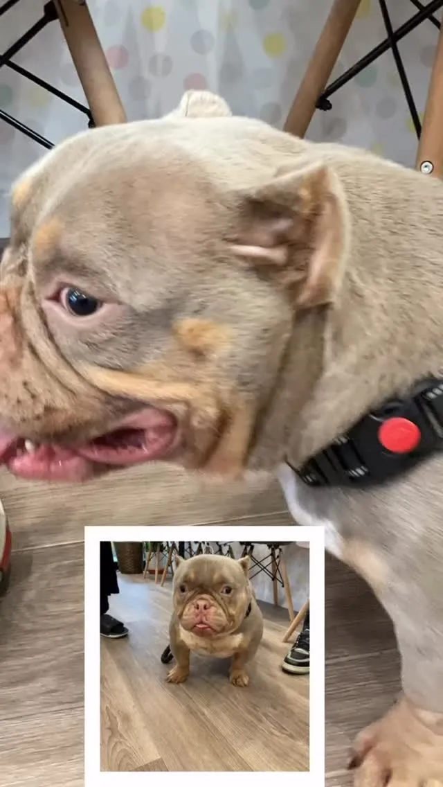 本日こちら、エキゾチックブリーという珍しい犬種のわんちゃんが...