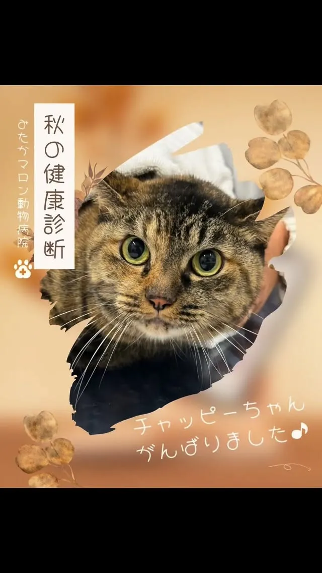 秋の健康診断を頑張った チャッピーちゃん です🐱✨🍁