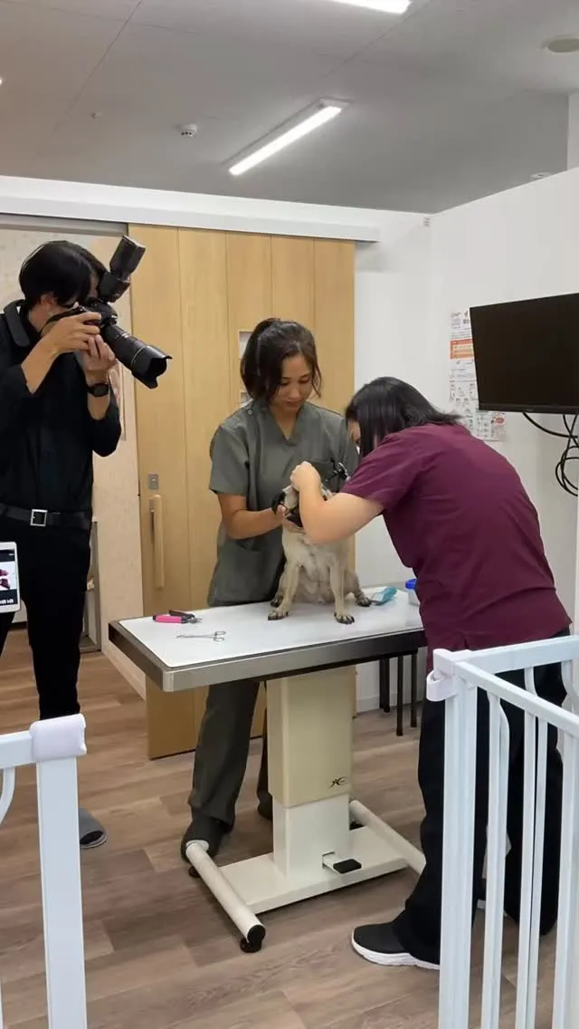 「動物病院サプリ」というサイトで当院の紹介をしてくれることに...