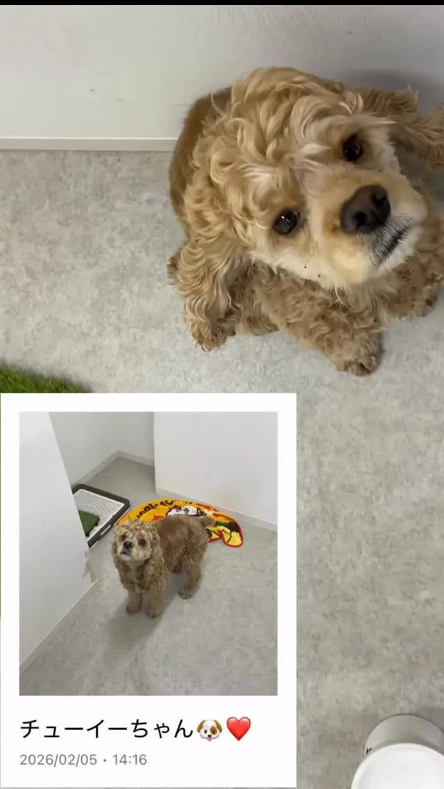 こんにちは、みたかマロン動物病院です🌰