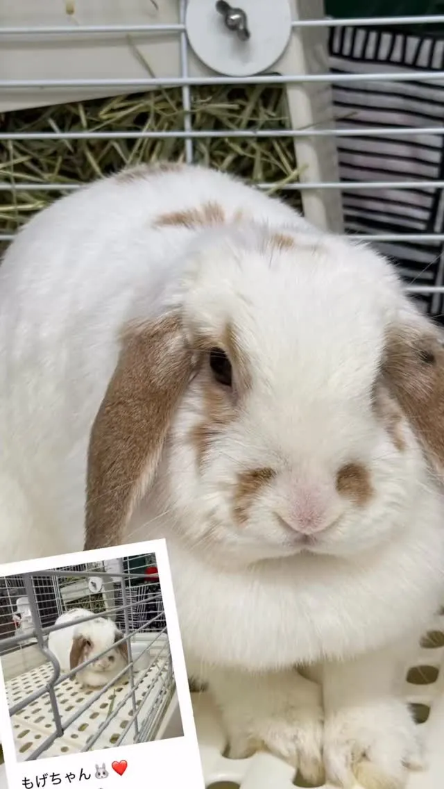 こんにちは！みたかマロン動物病院です🌰
