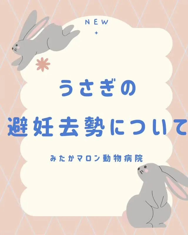 こんにちは！みたかマロン動物病院です🌰