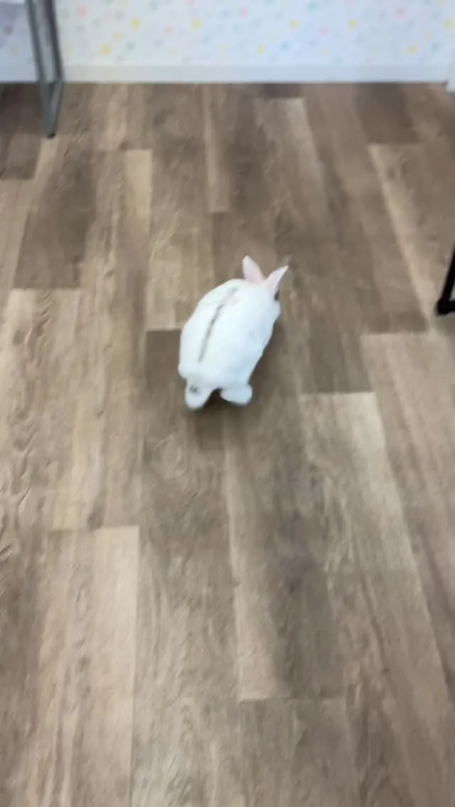 みなさん、お久しぶりです♪うさぎの「さくら」です🐰🌸