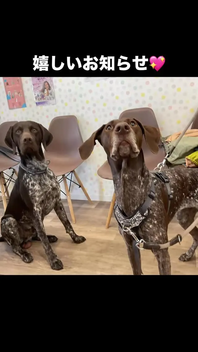 嬉しいお知らせがマロンに届きました…！🥹