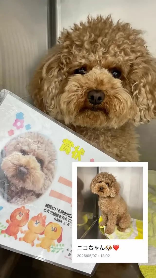 健康診断で来てくれました！ニコちゃんです💁‍♀️