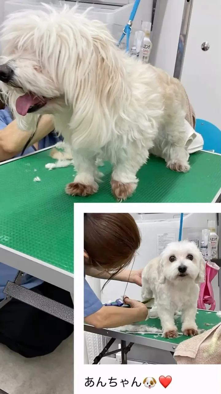 こちらマルチーズとダックスフンドのミックス犬の「あんちゃん」...