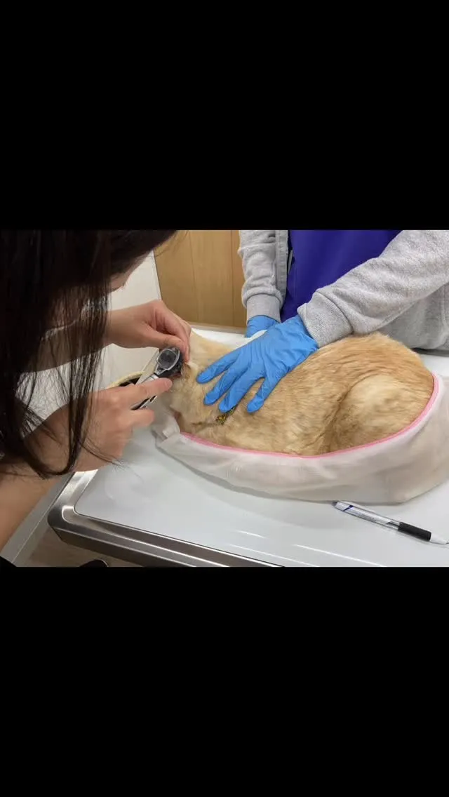こちら「ささみちゃん」です💁‍♀️❤️🐱