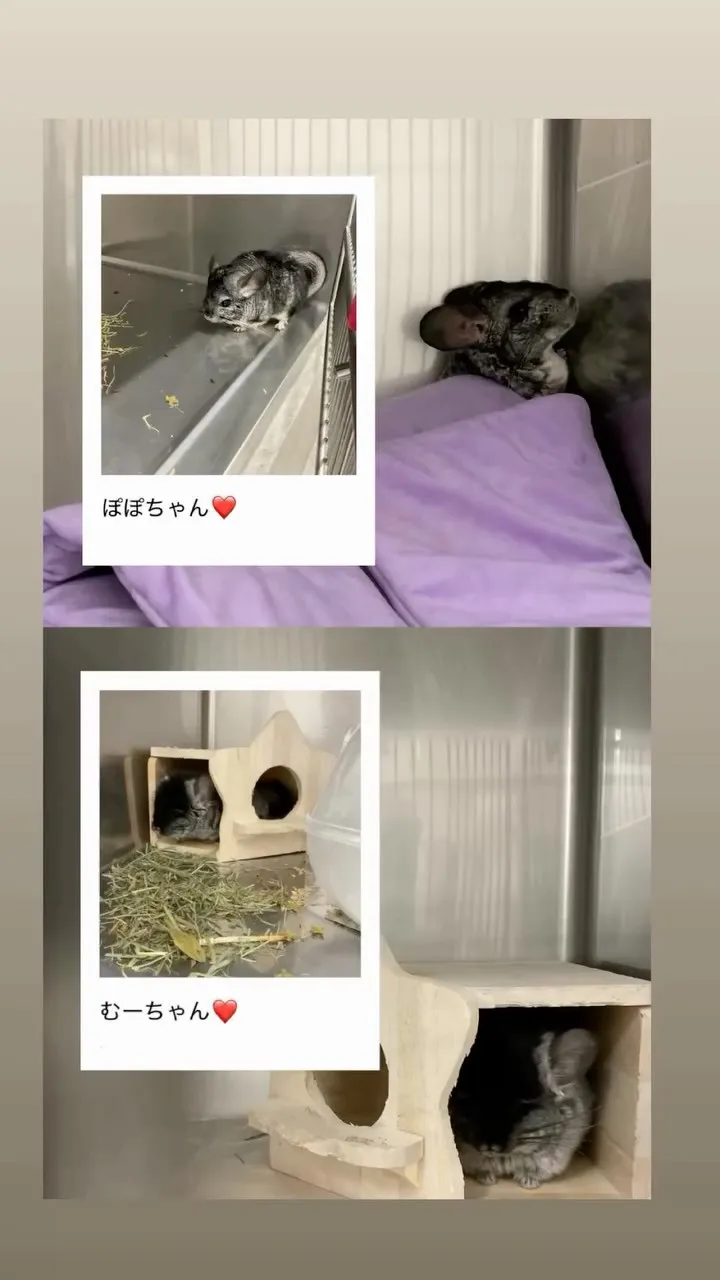 こちら先日お泊まりに来ました！チンチラのぽぽちゃんとむーちゃ...