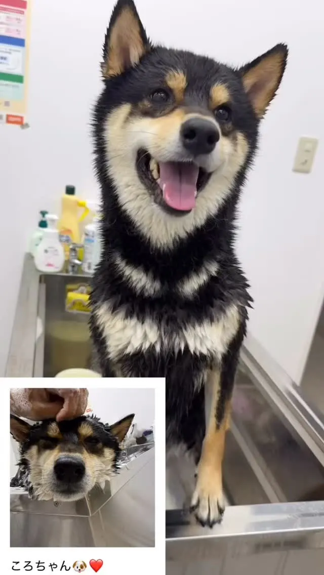 こちら柴犬のころちゃんです💁‍♀️🐶❤️