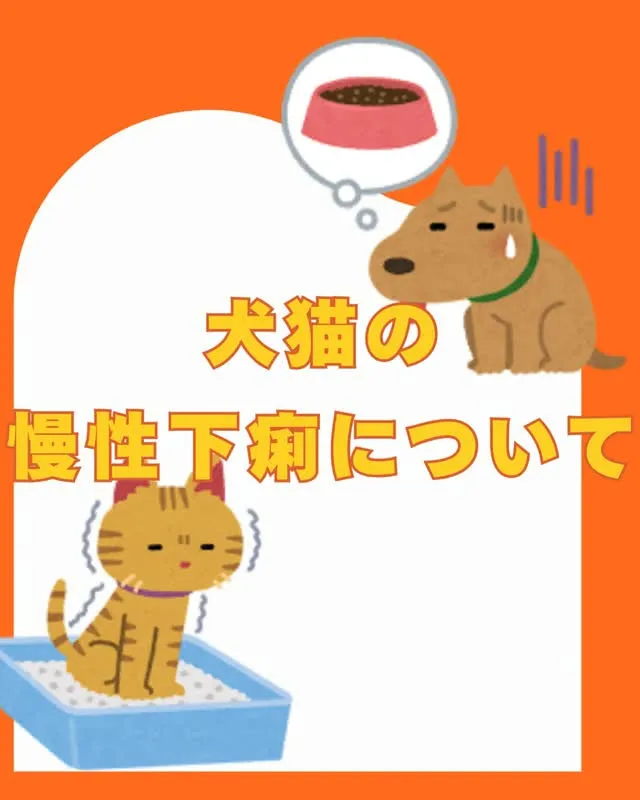 ≪犬猫の慢性下痢について≫