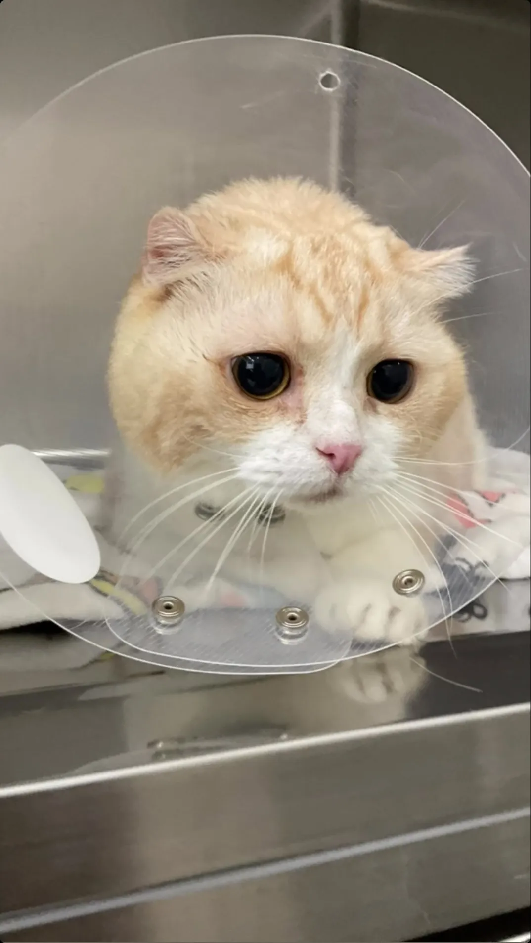 スコティッシュフォールドのモカちゃんです🐱❤️